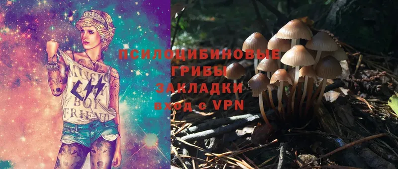 Галлюциногенные грибы Psilocybe Балашов