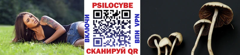 закладки Балашов Псилоцибиновые грибы Psilocybine cubensis